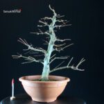 Acer palmatum - acero palmato