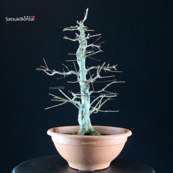 Acer palmatum - acero palmato - immagine 2