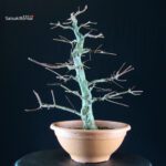 Acer palmatum - acero palmato - immagine 4