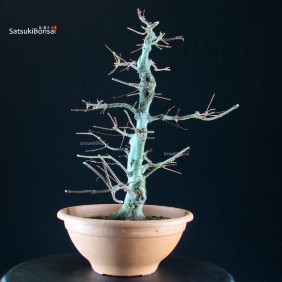 Acer palmatum - acero palmato - immagine 3