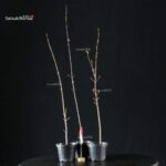 Acero tridente da seme