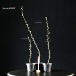 Pseudocydonia sinensis da seme