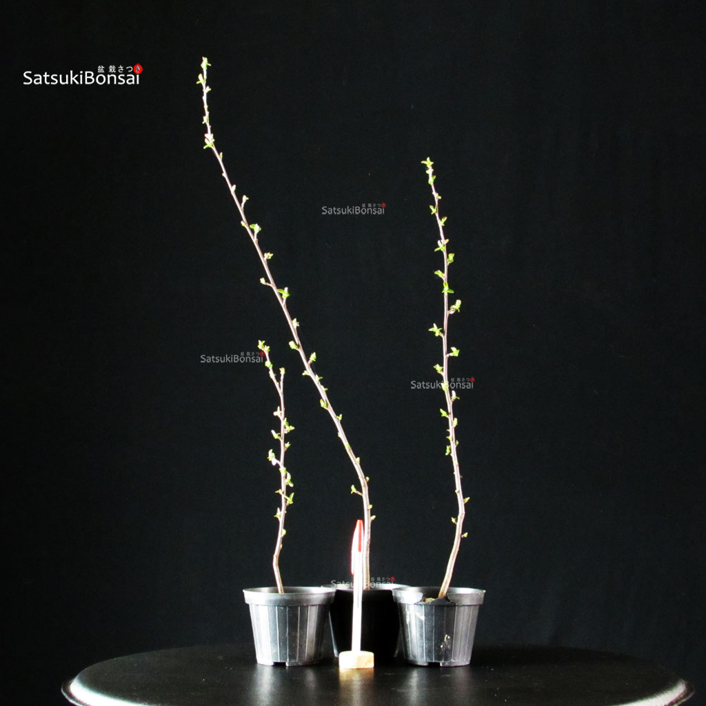 YP_3-Cydonia Pseudocydonia sinensis da seme - immagine 1