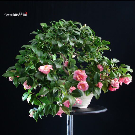 Camellia Japonica - immagine 3