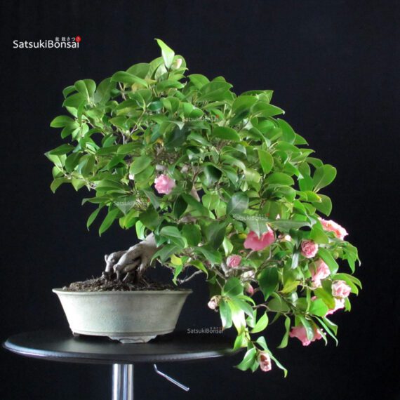 Camellia Japonica - immagine 4