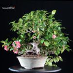 Camellia Japonica - immagine 5