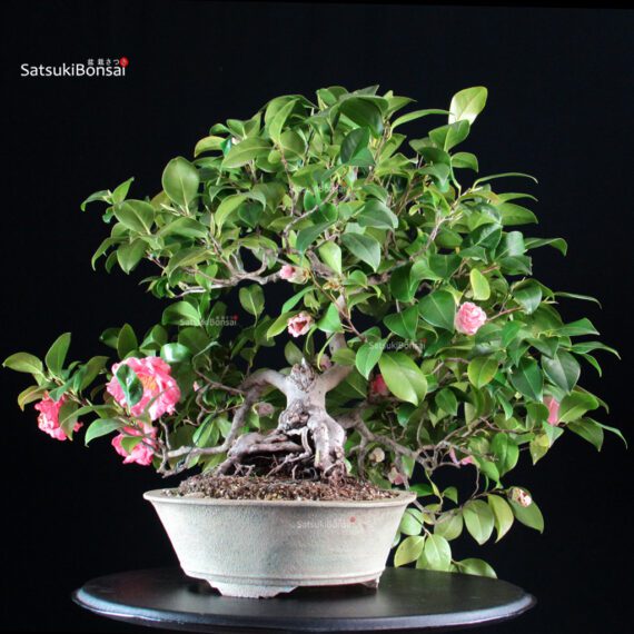 Camellia Japonica - immagine 5