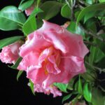 Camellia Japonica - immagine 6