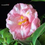 Camellia Japonica - immagine 2