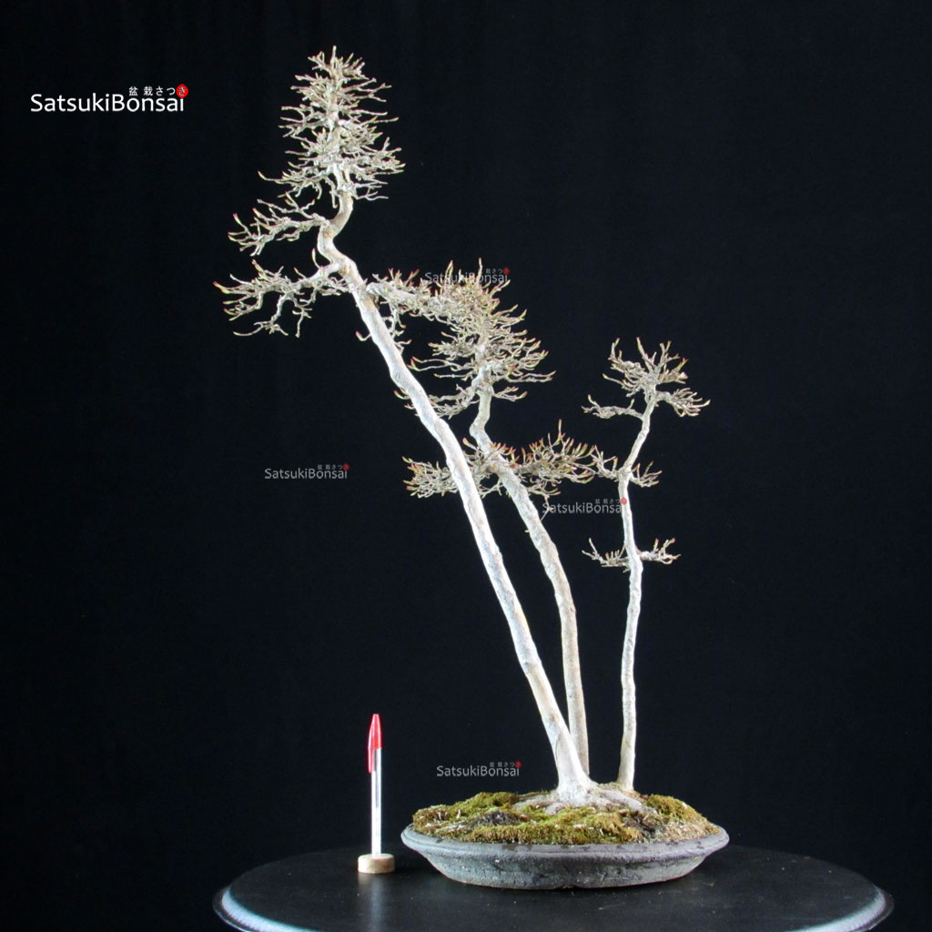 5777_1-Acer-buergerianum-kaede Acer Buergerianum - Kaede - immagine 1
