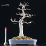 Acer Buergerianum - Kaede