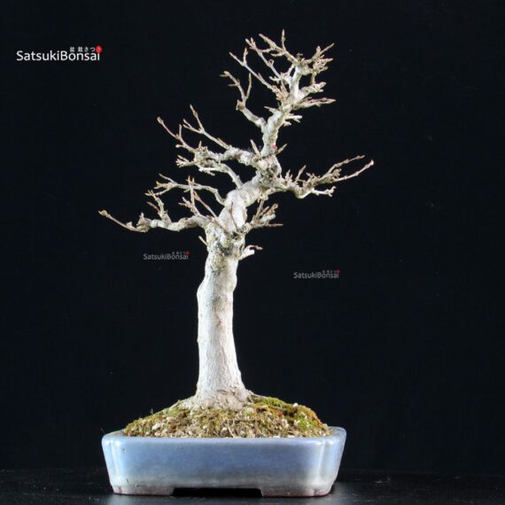 Acer Buergerianum - Kaede - immagine 2