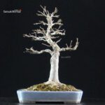Acer Buergerianum - Kaede - immagine 3