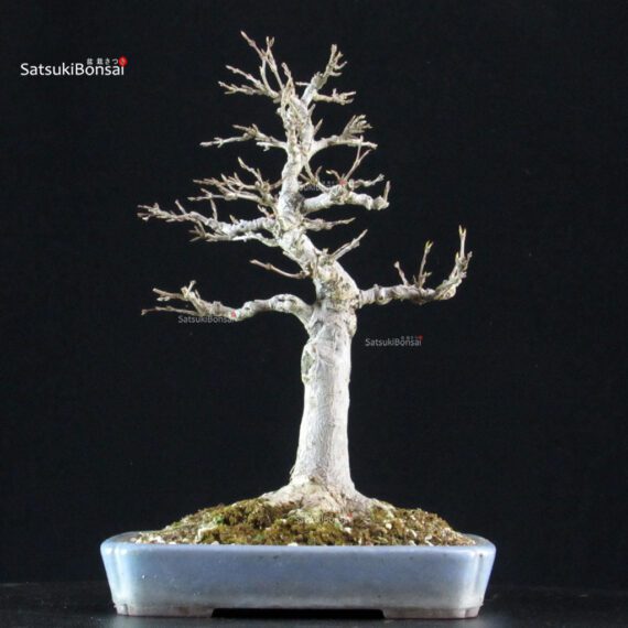 Acer Buergerianum - Kaede - immagine 3