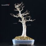 Acer Buergerianum - Kaede - immagine 4