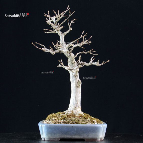 Acer Buergerianum - Kaede - immagine 4