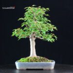 Acer Buergerianum - Kaede