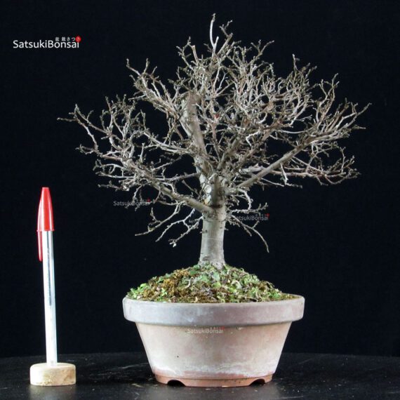 Zelkova Serrata - immagine 5