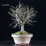 Zelkova Serrata - immagine 2