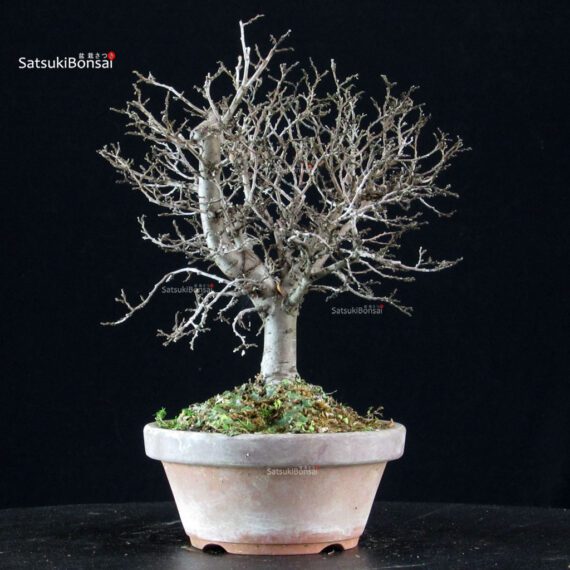 Zelkova Serrata - immagine 2