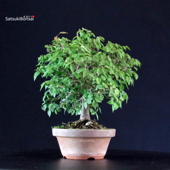 Zelkova Serrata - immagine 2