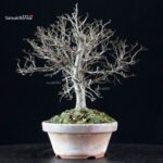 Zelkova Serrata - immagine 3