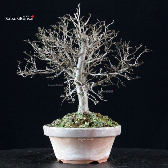 Zelkova Serrata - immagine 3