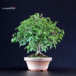 Zelkova Serrata - immagine 3