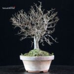 Zelkova Serrata - immagine 4