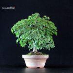 Zelkova Serrata - immagine 4