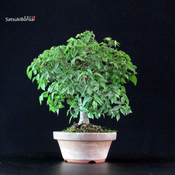 Zelkova Serrata - immagine 4