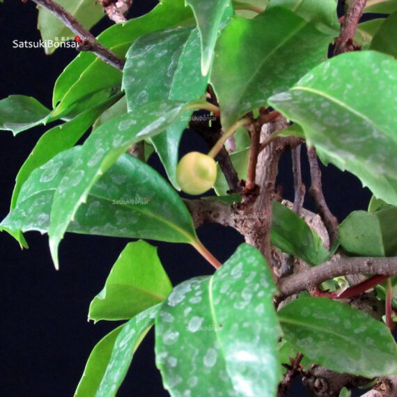 Katsura Japonica - immagine 2