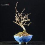 Katsura Japonica - immagine 2