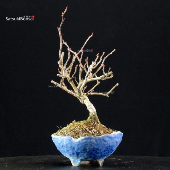 Katsura Japonica - immagine 2