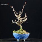 Katsura Japonica - immagine 3