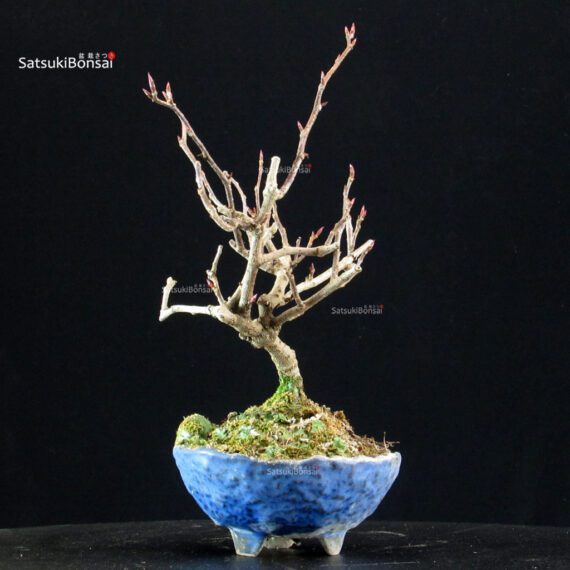 Katsura Japonica - immagine 3