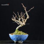 Katsura Japonica - immagine 4