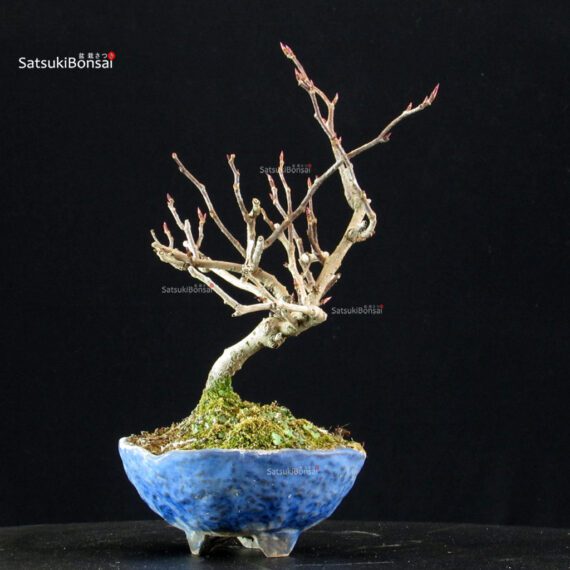 Katsura Japonica - immagine 4