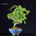 Katsura Japonica