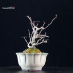 Katsura Japonica - immagine 2