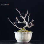 Katsura Japonica - immagine 3