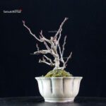 Katsura Japonica - immagine 4
