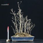 Stewartia Monadelpha - Himeshara