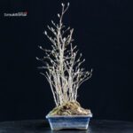 Stewartia Monadelpha - Himeshara - immagine 2