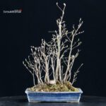 Stewartia Monadelpha - Himeshara - immagine 3