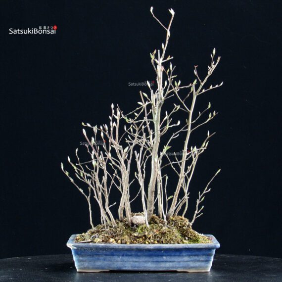 Stewartia Monadelpha - Himeshara - immagine 3