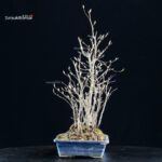 Stewartia Monadelpha - Himeshara - immagine 4