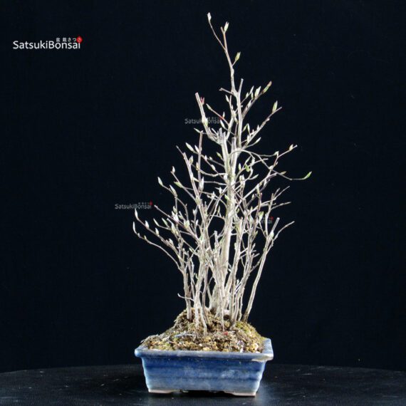 Stewartia Monadelpha - Himeshara - immagine 4