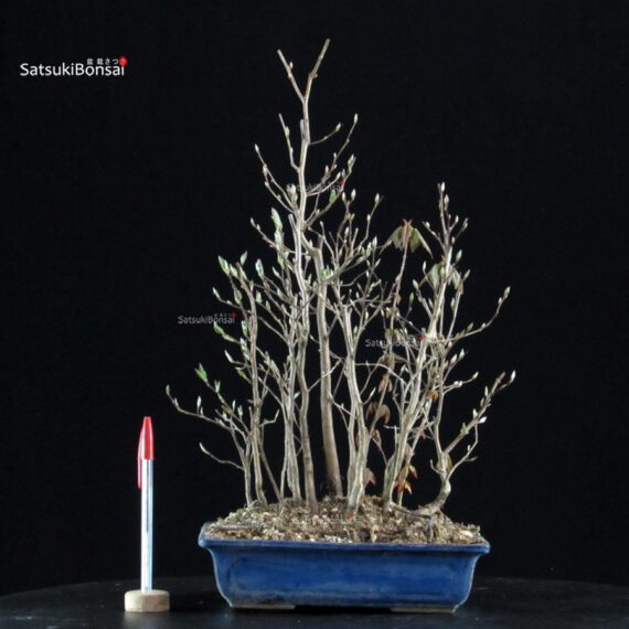 Stewartia Monadelpha - Himeshara - immagine 5