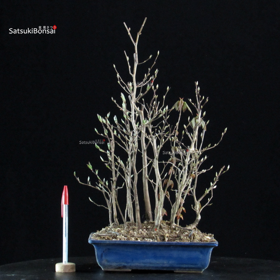 5797_1-Stewartia-Monadelpha Stewartia Monadelpha - Himeshara - immagine 1